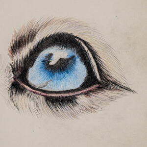 Das blaue Auge
