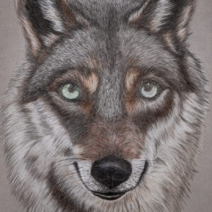 Der Wolf mit den grünen Augen