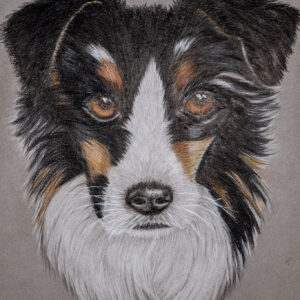 Australischer Hirtenhund