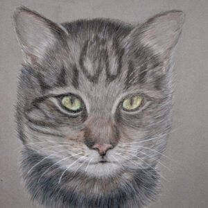 Die getigerte Katze