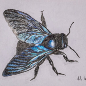 Blauer Glanz