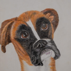 Boxerblick